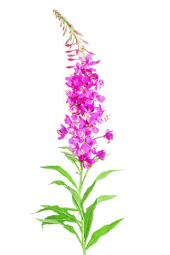 Red flower on white background. Blooming sally, Epilobium angustifolium. Fireweed (Rosebay Willowherb) isolated on white background. Willow-herb isolated on white background. Medicinal plant.