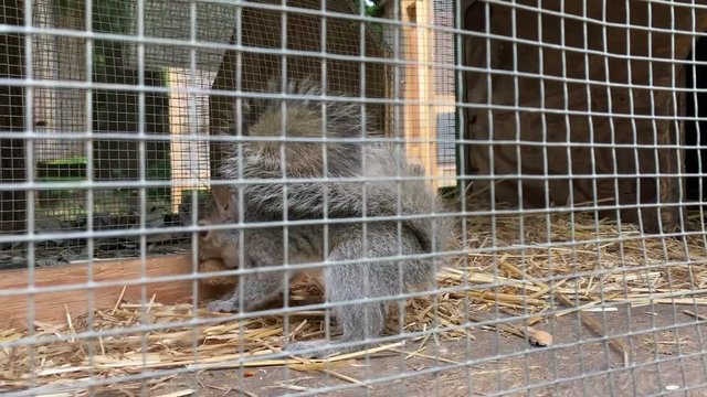 Squirrel in a cage hiding a nut in hay