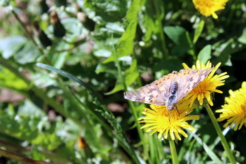 Butterfly collects nectar from a yellow dandelion