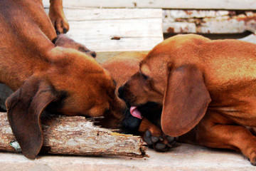 Cachorros se lambendo