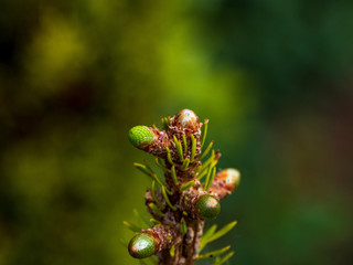 OLYMPUS DIGITAL CAMERA - CHRISTMAS TREE