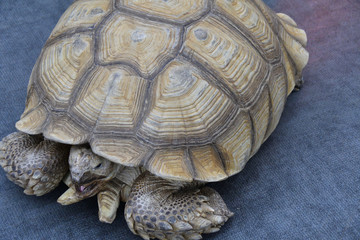 African spurred tortoise (LVL. Geochelone sulcata)