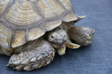 African spurred tortoise (LVL. Geochelone sulcata)