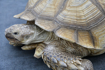 African spurred tortoise (LVL. Geochelone sulcata)