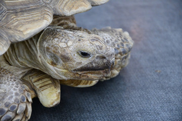 African spurred tortoise (LVL. Geochelone sulcata)