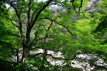 Fototapeta premium North Korean nature. Korean maple