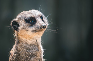 Fototapeta premium Meerkat patrol