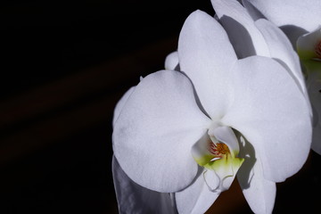 Shiny white Orchid