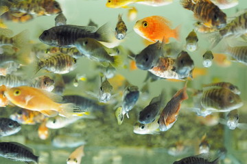 Fishs Aquarium Background, soft focus many Malawi Cichlid diving in fresh water glass tank.