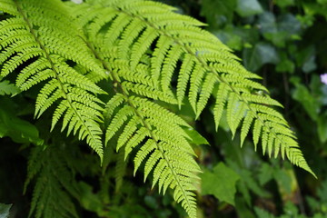 Fern
