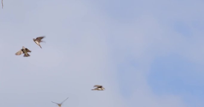 Birds of the swallows fly at the rocky nest 
