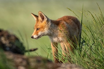 Naklejka na ściany i meble Fox cub. Young red Fox in grass near his hole