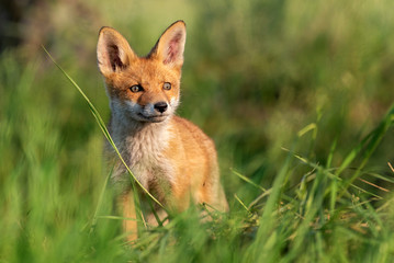 Young red Fox in grass on a beautiful sunlight