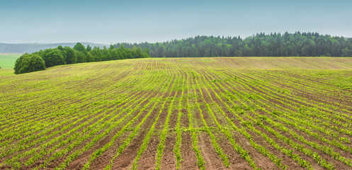 Young spring field with sprouts of corn. Nature close up background
