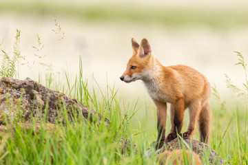 Naklejka na ściany i meble Young red Fox stands on a rock on a beautiful light