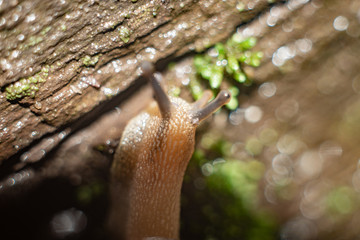 The snail crawls in search of food in the reserve, in the garden close-up.