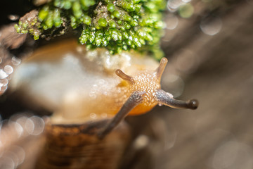 The snail crawls in search of food in the reserve, in the garden close-up.