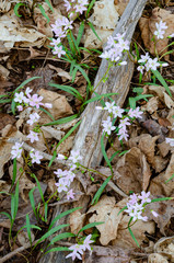 641-26 Spring Beauty & Log