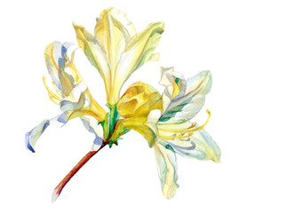 Flowering branch azaleas painted watercolor.