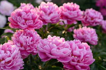 Blooming pink peony bush of flowers in the garden