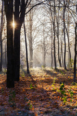 sunny autumn landscape with frost