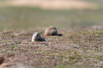 A wild european ground squirrel