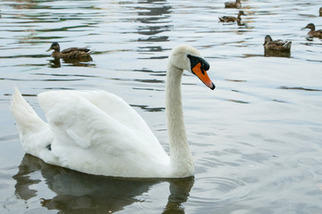 Obraz premium CIsne en el lago