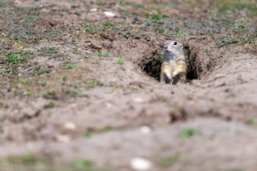 A wild european ground squirrel