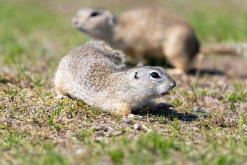 A wild european ground squirrel