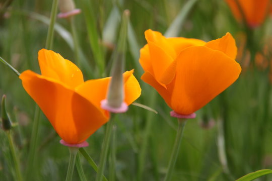 Gelber Mohn