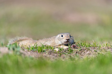 A wild european ground squirrel