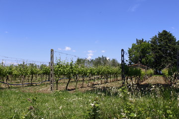 Fototapeta na wymiar vineyard in a summer day in Tuscany, Italia