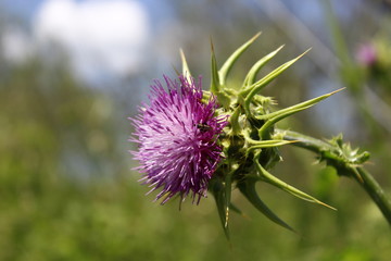 Pink thistle
