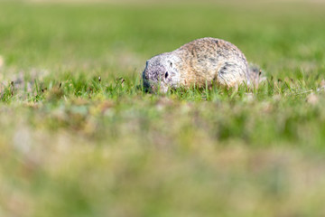 A wild european ground squirrel