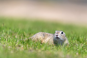 A wild european ground squirrel