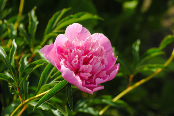blooming peony in the garden