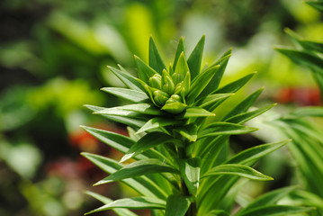 closeup of a green plant