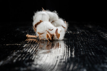 Dry blossom cotton close up on wood desk-2.
