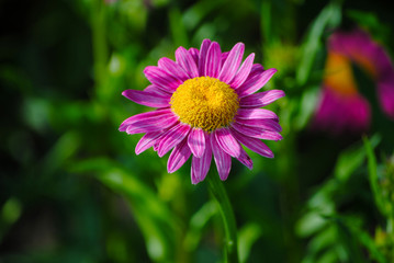 Fototapeta premium flower in the summer garden