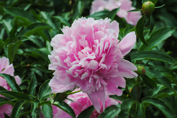 Fototapeta premium blooming peony in the garden