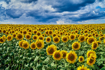 Beautiful panoramic aerial summer view at field of ripe sunflowers before the storm on the Bukhtarma mountains in the valley of the river Irtysh, eastern Kazakhstan