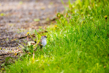 Naklejka na ściany i meble Tiny adult eastern chipping sparrow seen in profile in breeding plumage standing on the ground at the edge of an alley and a lawn, Quebec City, Quebec, Canada