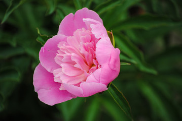 blooming peony in the garden