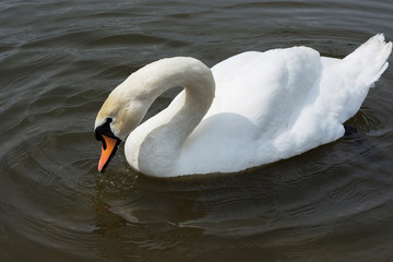 White Swan isolated. White swan on the lake 