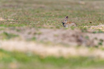 A wild young rabbit