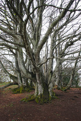 Fototapeta premium bouleau, arbre en forêt d'Auvergne. Puy de Dôme