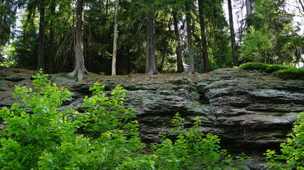 Thüringer Wald - Wald