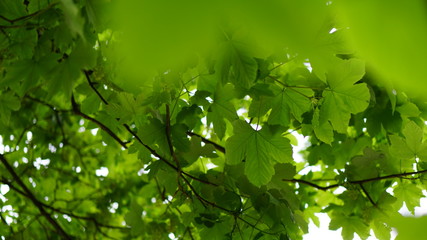 Fototapeta na wymiar Thüringer Wald - Blätter Baum Sommer