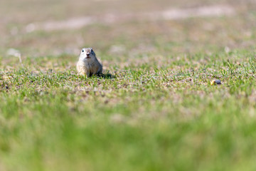 A wild european ground squirrel
