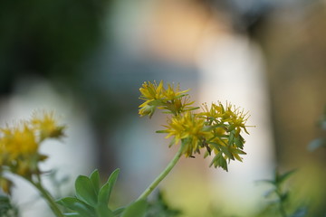 Flowers spring naturel